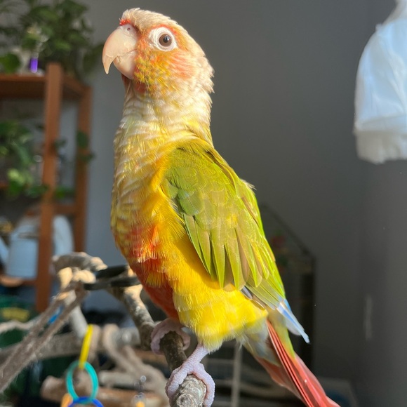 Meet your Posher, Marilyn - Picture 5 of 6